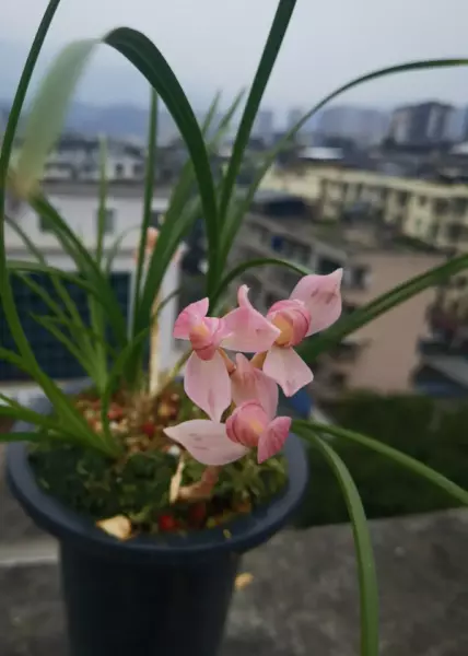粉荷怎么养开品才会好(3)