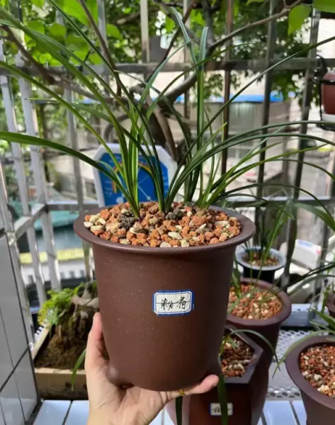 粉荷怎么养开品才会好(4)