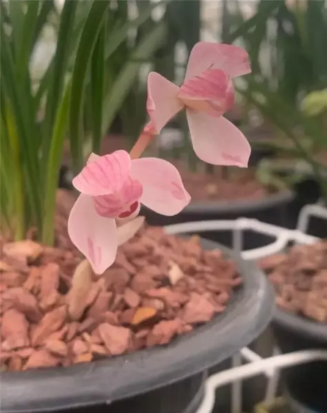 粉荷怎么养开品才会好(5)
