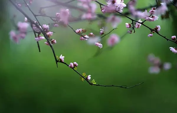八字三个食神可以治枭神吗(2)