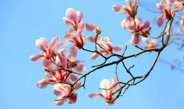 八字三个食神可以治枭神吗(7)