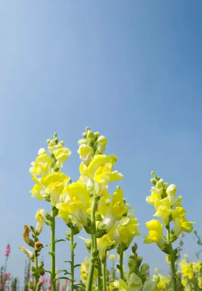 属马的狮子座5月整体运势如何样呢(35)