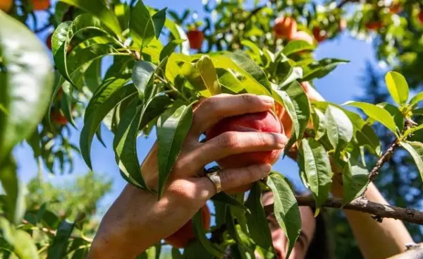梦见算命的给我算命 女人梦见算命先生(6)