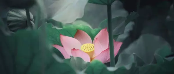 七月雅称叫什么名字好听(3)