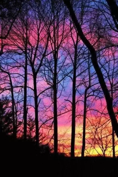 清吟晓露叶愁噪夕阳枝的意思(15)