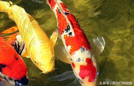 梦见老公左脚没了是什么意思周公解梦(1)