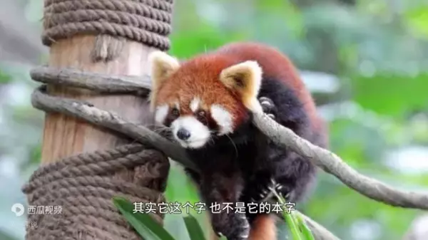 唼字是什么意思(2)