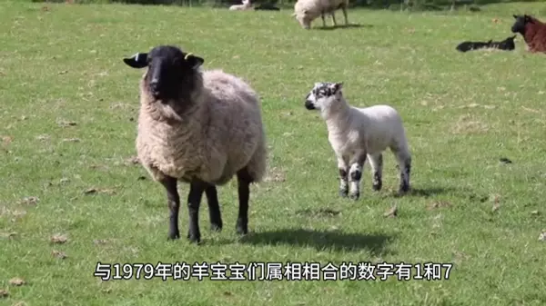 1979年属羊人在2021年9月27号运(1)