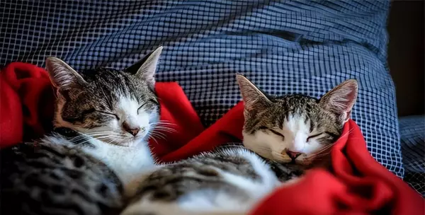 梦见猫狗鸡一些小动物是怎么回事(3)