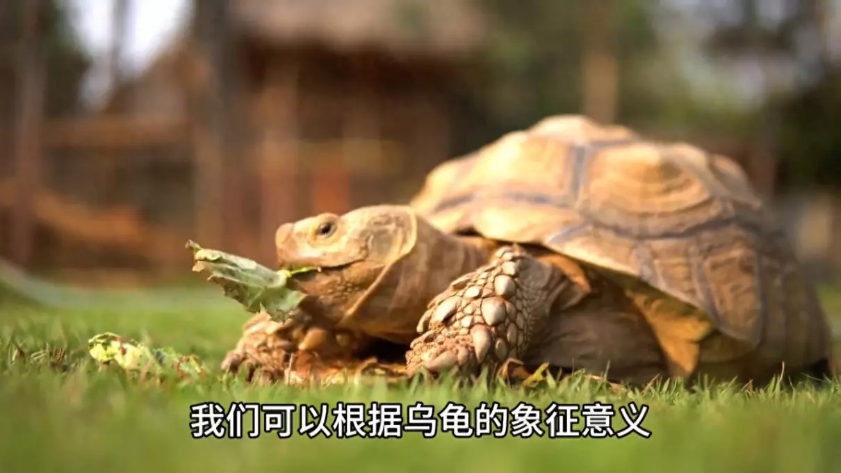 女人梦见一堆乌龟什么意思周公解梦(1)