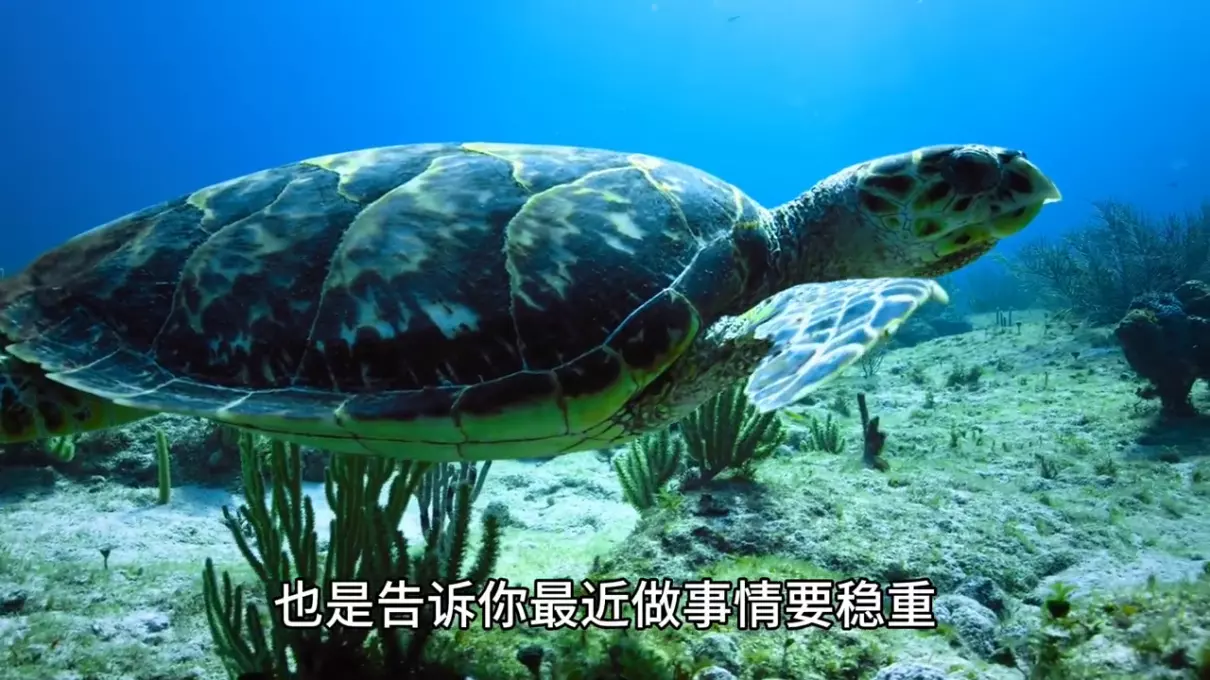 女人梦见一堆乌龟什么意思周公解梦(2)