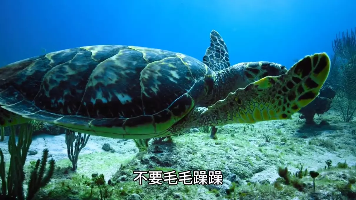 女人梦见一堆乌龟什么意思周公解梦(3)
