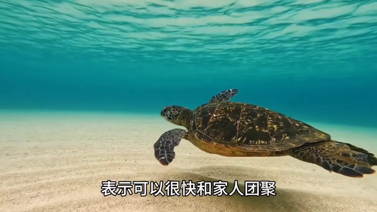 女人梦见一堆乌龟什么意思周公解梦(4)