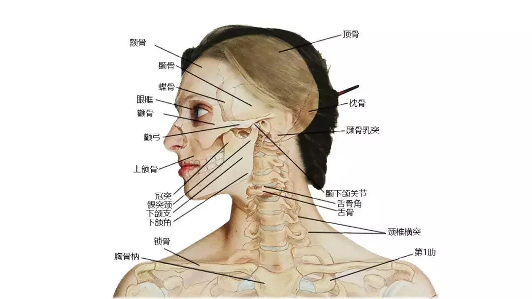 女生脖子有几条明显的横纹代表什么命运呢(3)