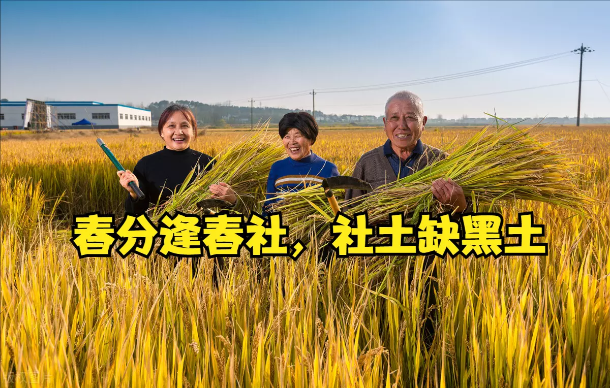 2023年的戊日是哪几天(1)