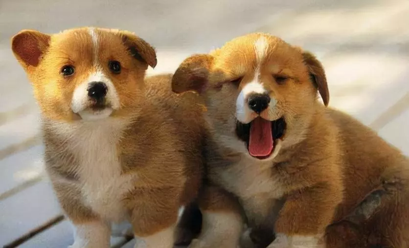 1994年属狗的2021年运势怎么样(2)