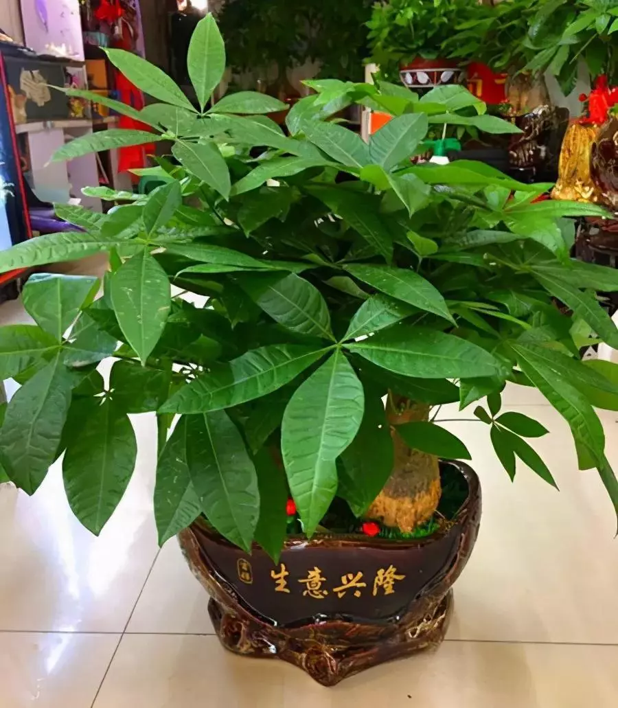 家里养什么花风水好,招财,身体好(2)