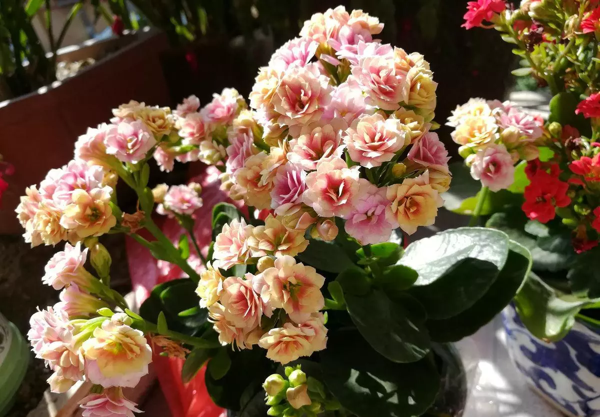 家里养什么花风水好,招财,身体好(6)