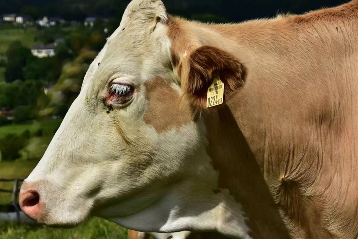 97年5月出生的牛女命运如何呢(2)