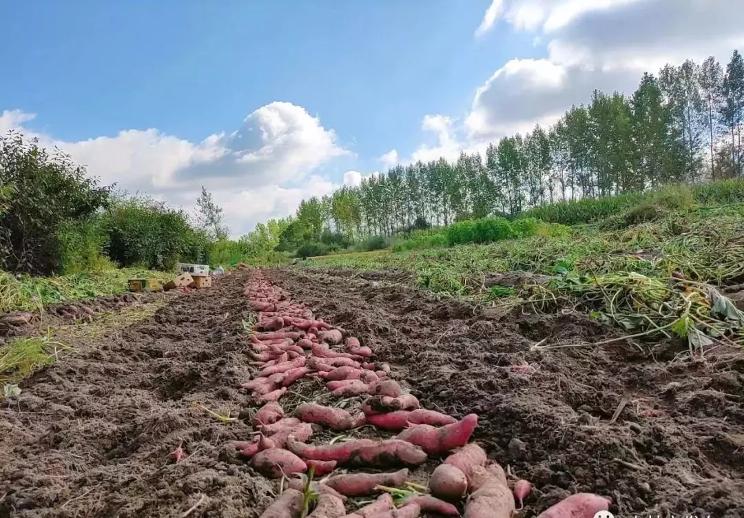 梦见别人家种地瓜是什么意思啊周公解梦女人(1)