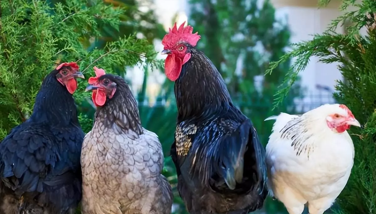 2022年属鸡的全年运势1984出生(2)