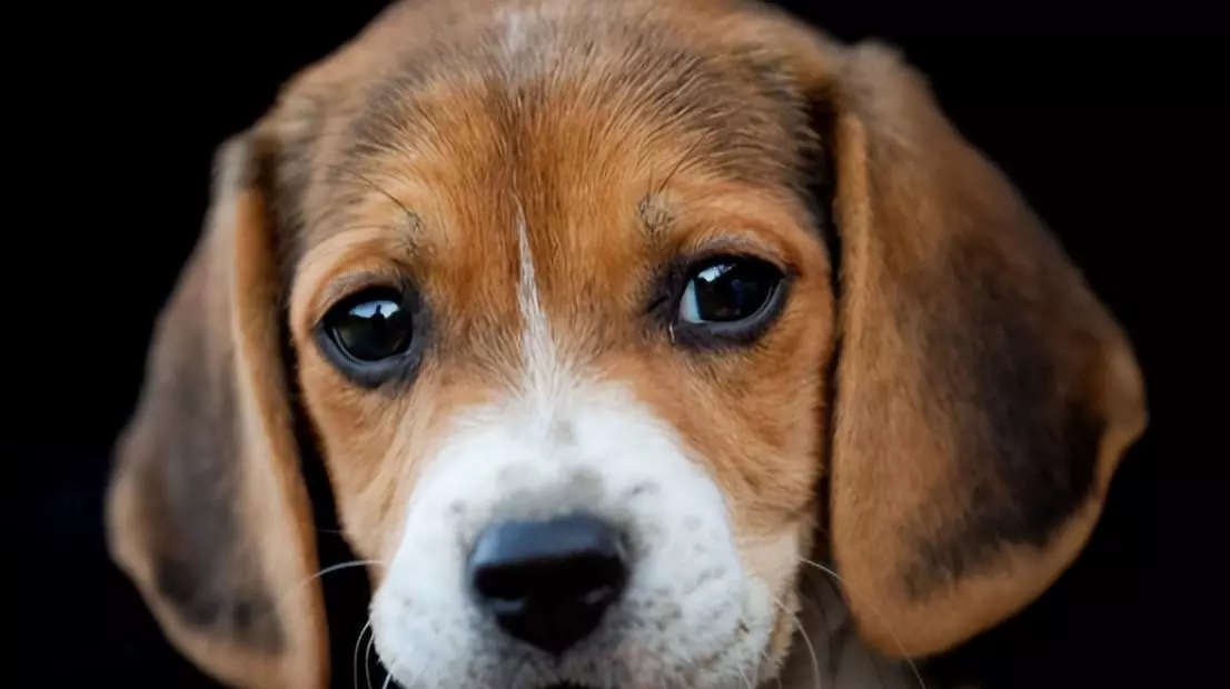 2022年属鸡的全年运势1984出生(3)