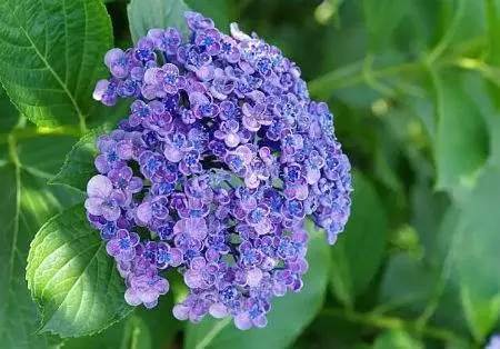 农历三月初二的猪命运怎么样啊男孩还是女孩(2)