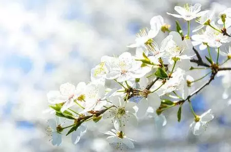 农历三月初二的猪命运怎么样啊男孩还是女孩(3)