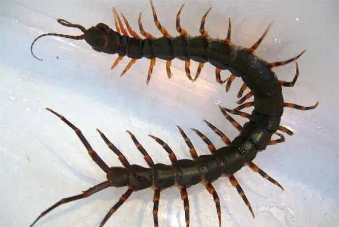 梦见自己找蜈蚣是什么预兆周公解梦女人(2)