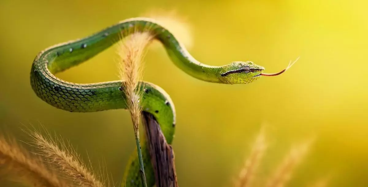 周公解梦梦见五条彩色蛇是什么意思啊(1)