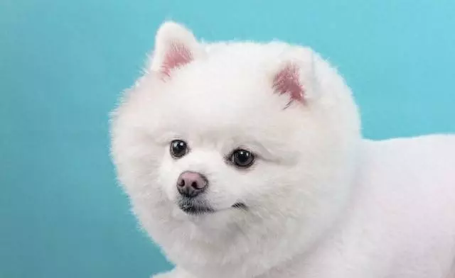 1994年8月6日凌晨1点出生的命运详解是什么(1)