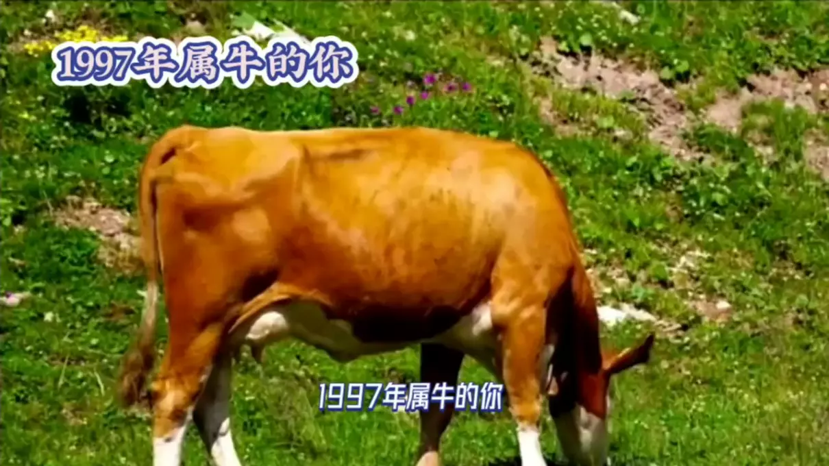 1997年属牛女在今年感情运势如何变化(1)