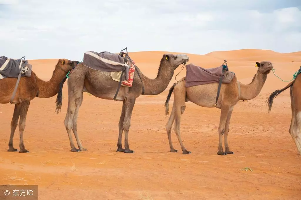梦到井里有骆驼什么预兆周公解梦女人(2)
