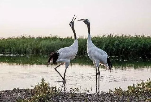 梦见排队跳舞了啥意思啊周公解梦(2)