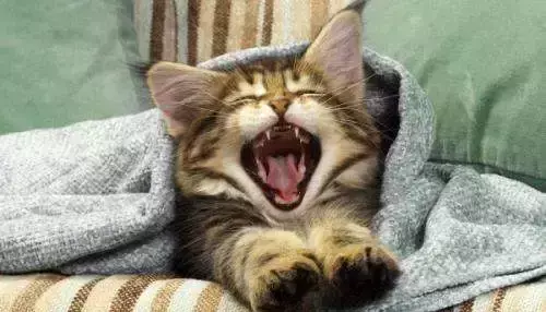 梦见一对小黑猫什么意思周公解梦女人(12)