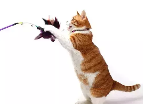 梦见一对小黑猫什么意思周公解梦女人(13)