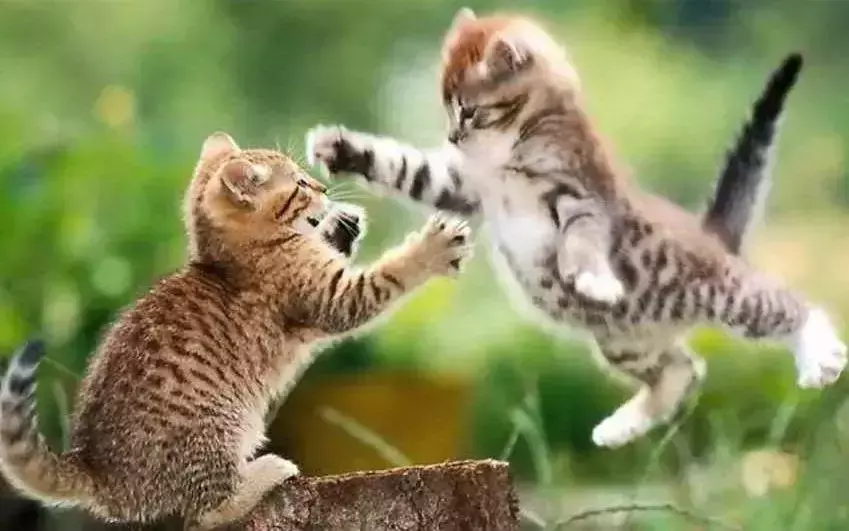 梦见一对小黑猫什么意思周公解梦女人(14)