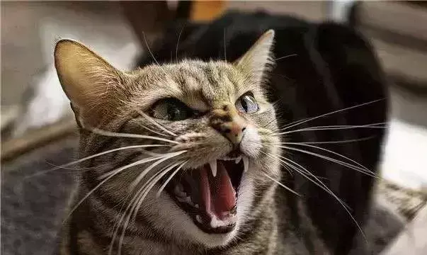 梦见一对小黑猫什么意思周公解梦女人(3)