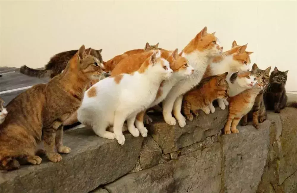梦见一对小黑猫什么意思周公解梦女人(4)