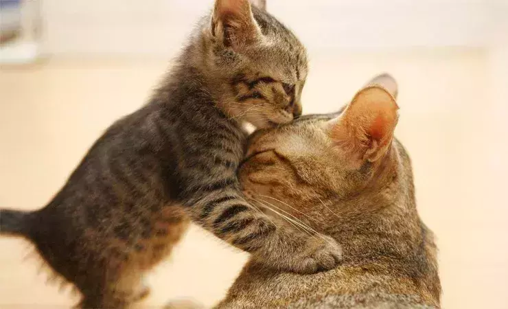 梦见一对小黑猫什么意思周公解梦女人(5)