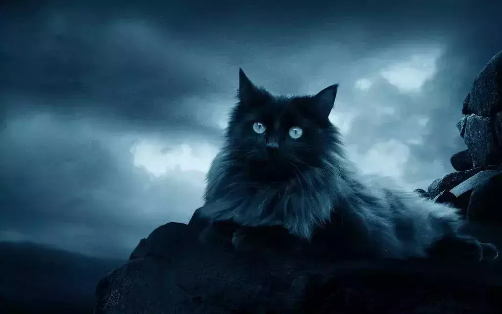 梦见一对小黑猫什么意思周公解梦女人(6)