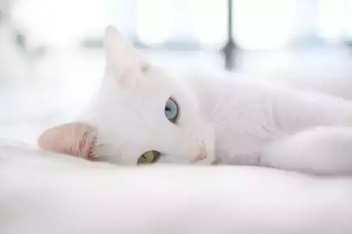 梦见一对小黑猫什么意思周公解梦女人(7)