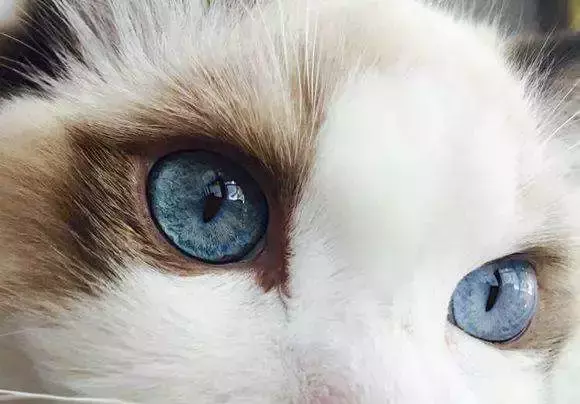 梦见一对小黑猫什么意思周公解梦女人(8)