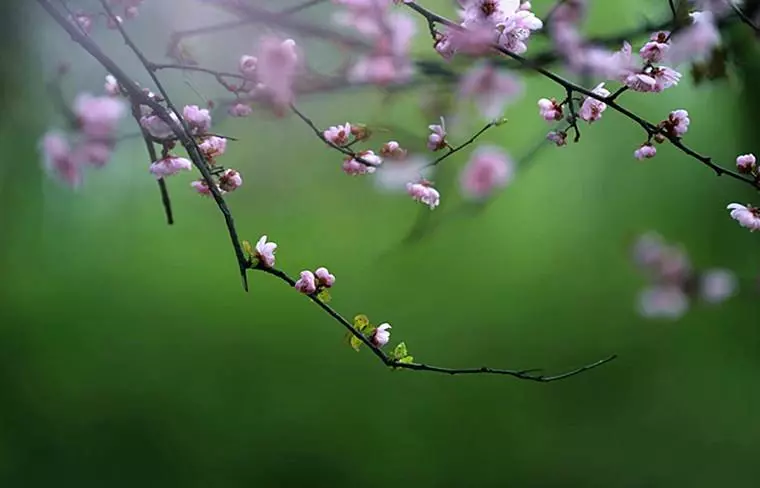 食神八字中代表什么意思(2)