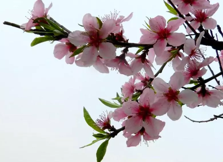 食神八字中代表什么意思(3)