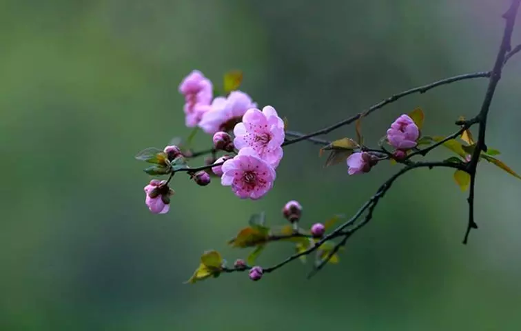 食神八字中代表什么意思(4)