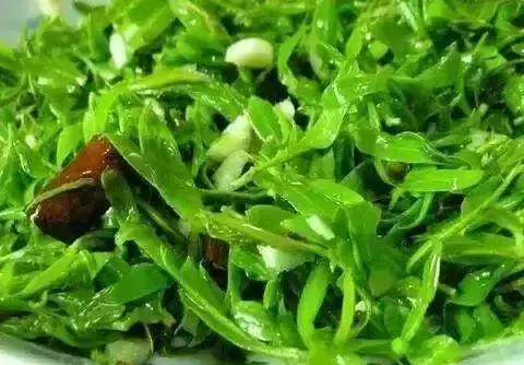 柳属和杨属的区别(11)