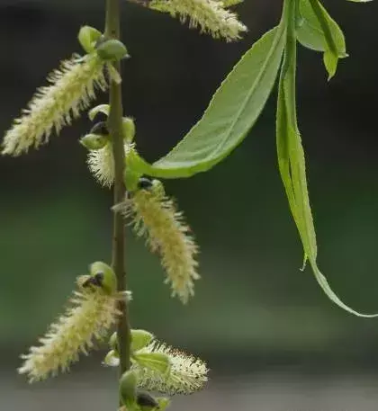 柳属和杨属的区别(4)