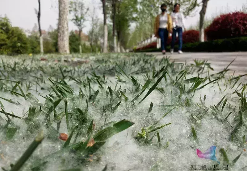 柳属和杨属的区别(7)