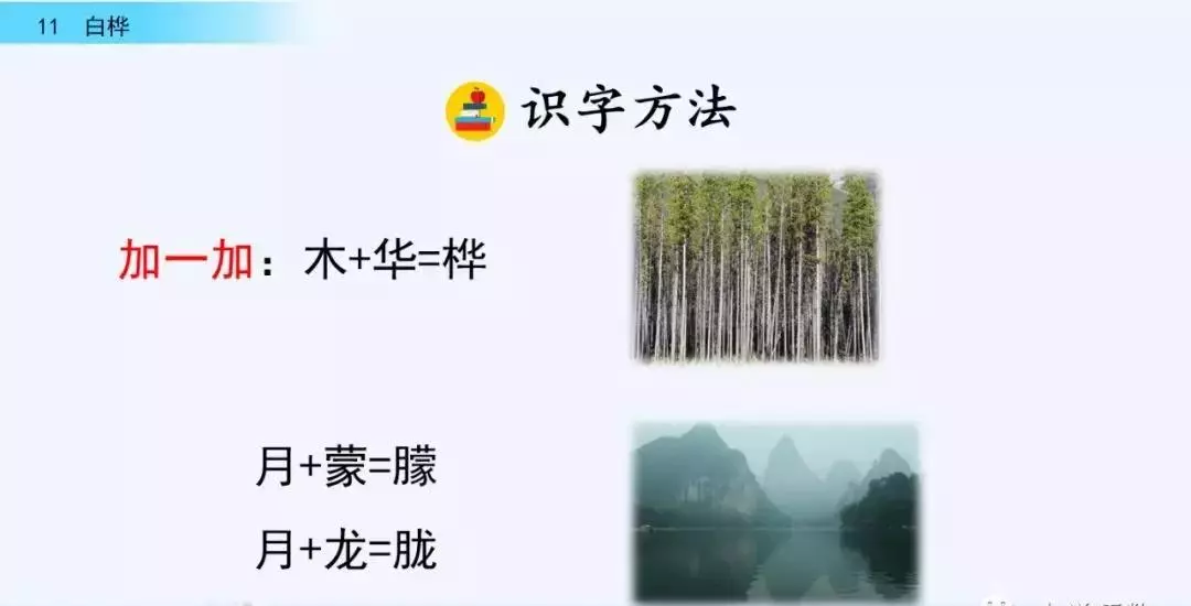 桦树读音是什么意思(10)